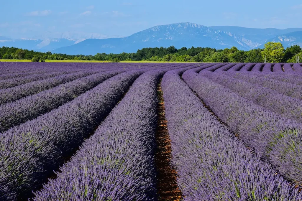 França, Lavandas